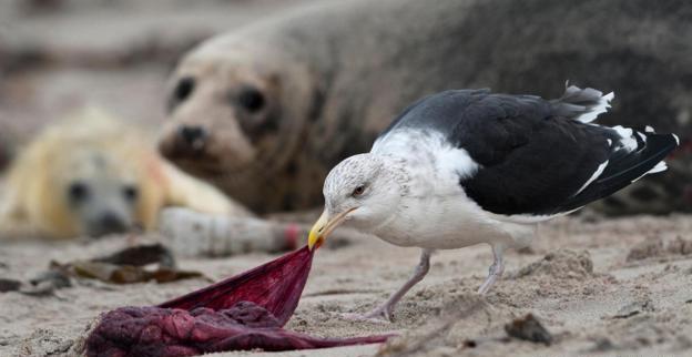 自然界同类相食很奇怪吗?你可能不知道,有些动物会吃自己的身体
