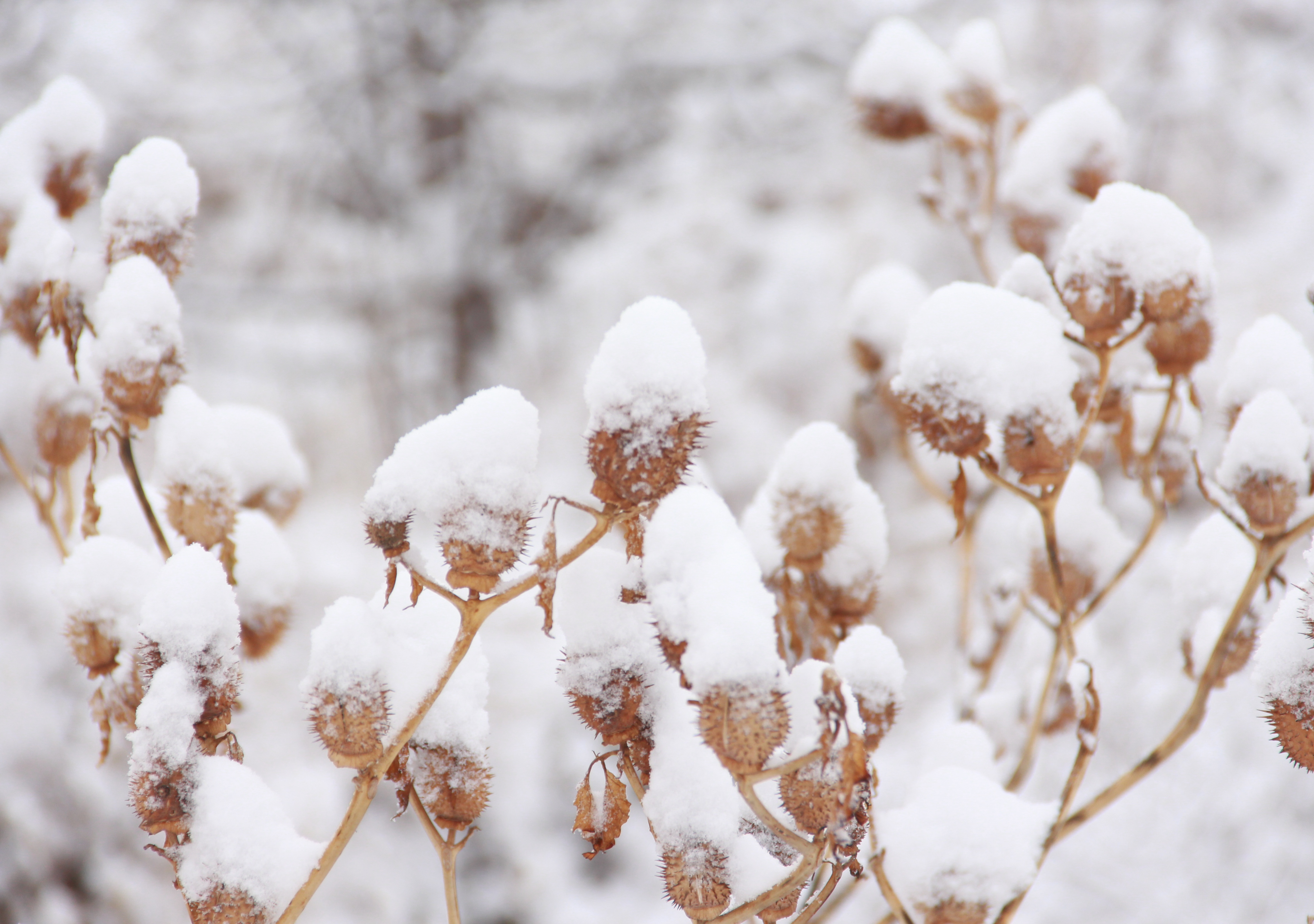 甘谷县安远镇摄影爱好者程碎想拍摄的乡村雪景图片欣赏