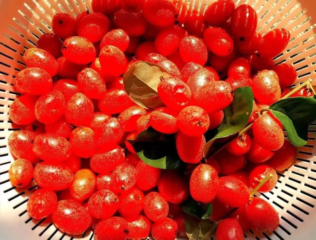 农村常见的羊奶果,晶莹剔透,色红如血