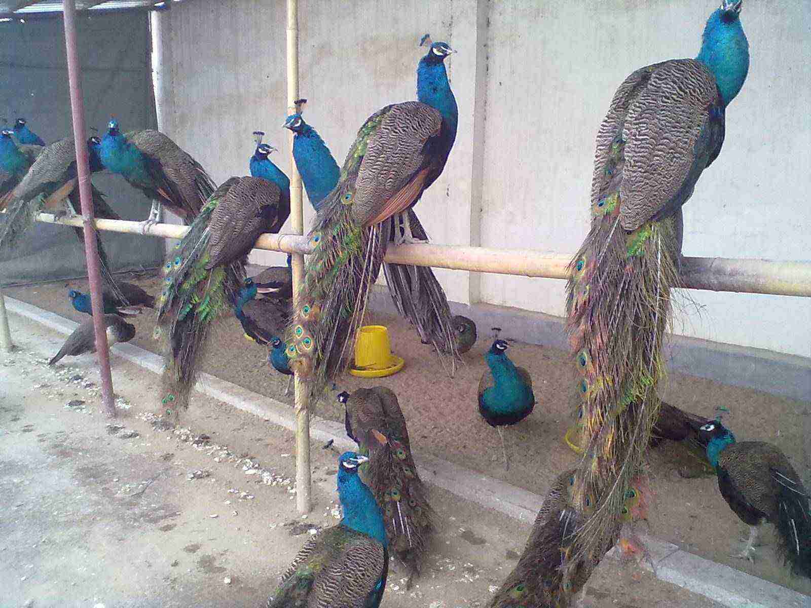 孔雀是一种珍稀鸟类,该如何进行人工饲养?这四个管理工作要注意