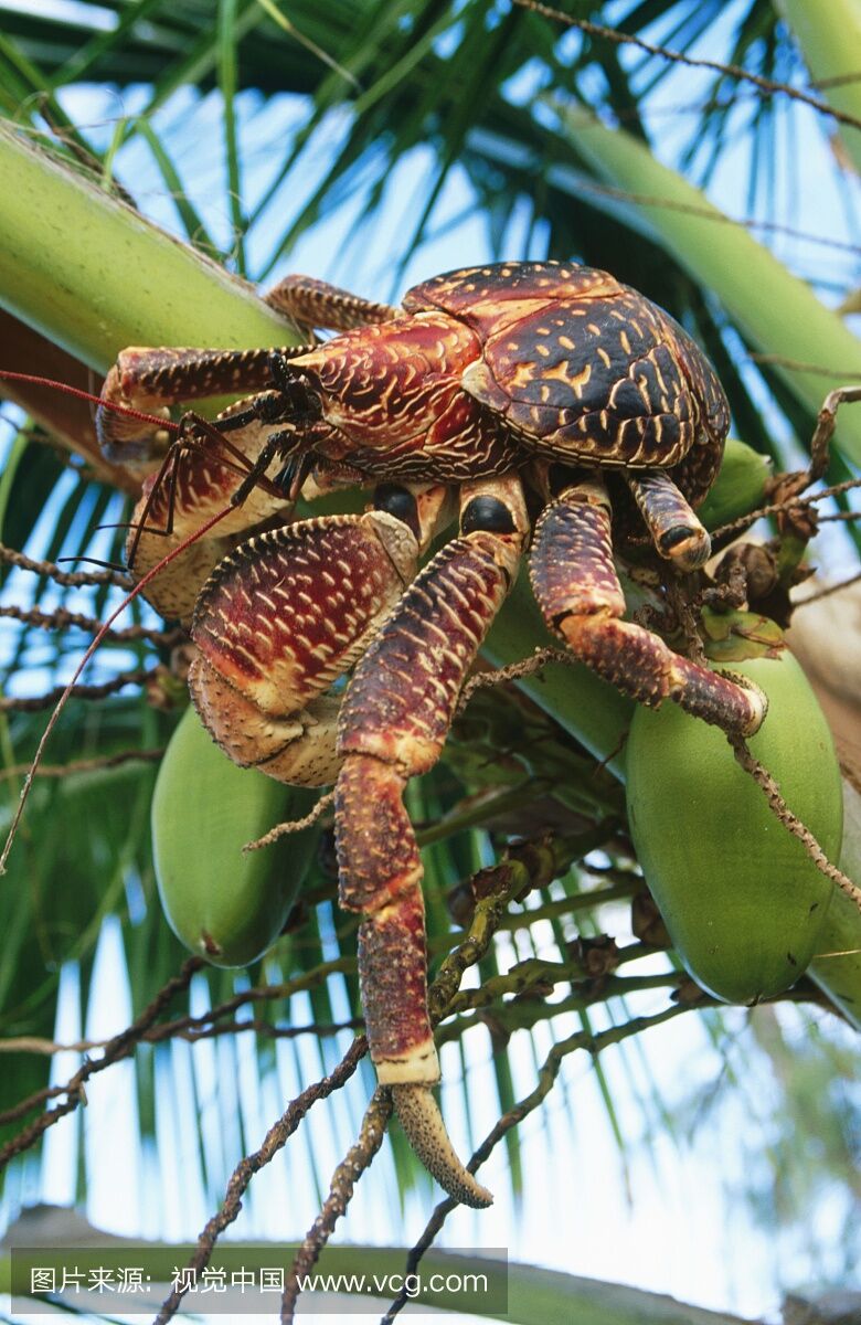 全球最大的陆生螃蟹,最爱爬树双钳轻松打开椰子!