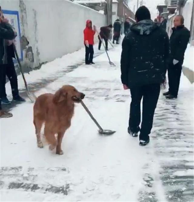 扫雪表情包原图图片