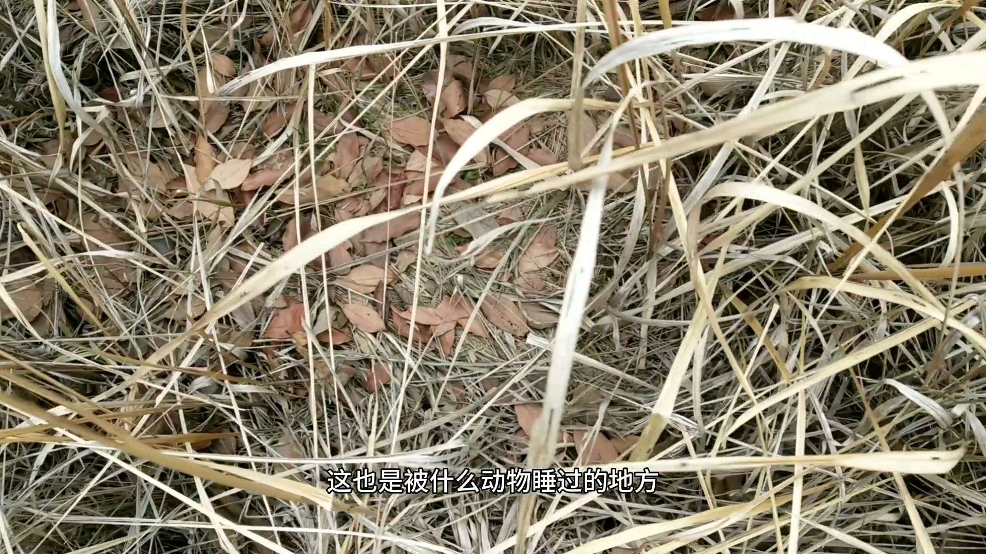春天来了草枯还没绿,走,80后带你田野看野鸡窝去