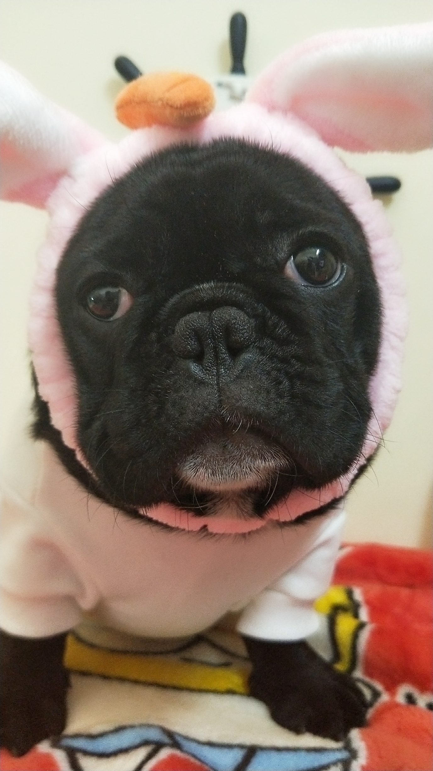 小白兔白又白,两只耳朵竖起来!