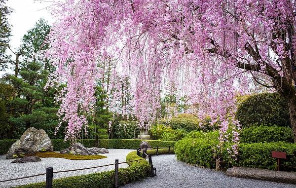 一树成景——垂枝樱花栽培技术