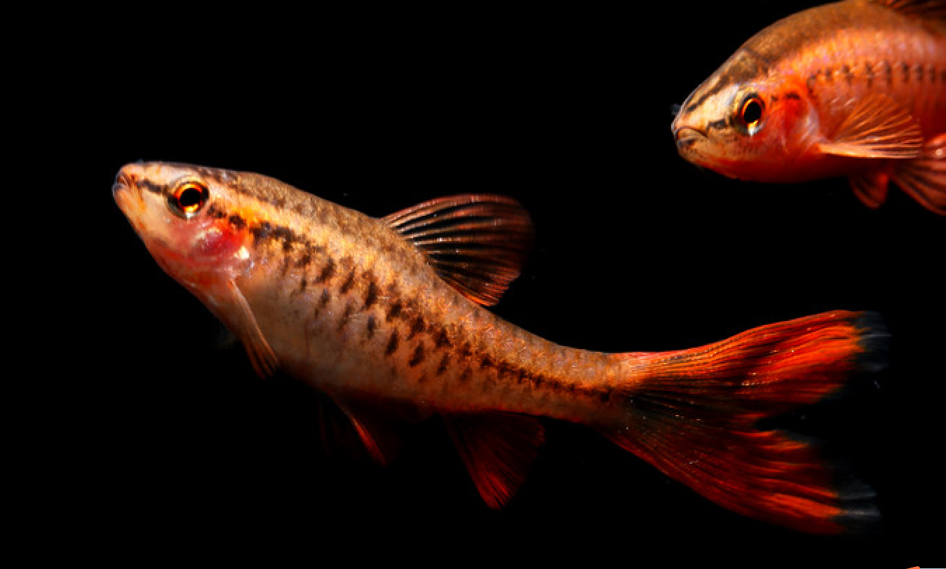 水族养殖中另一新宠儿诞生!樱桃灯鱼如同一靓丽精灵,耀眼鱼缸!