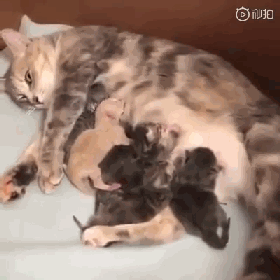 开盖有惊喜? 猫:有什么好看的,想显摆吗?快给盖上!