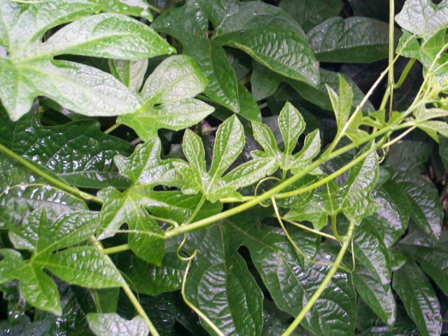 瓜叶乌头花色艳丽,适于花坛,草坪边缘种植,有较高的观赏价值