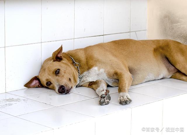 狗狗在家隨地大小便氣味太重,主人應該如果阻止它