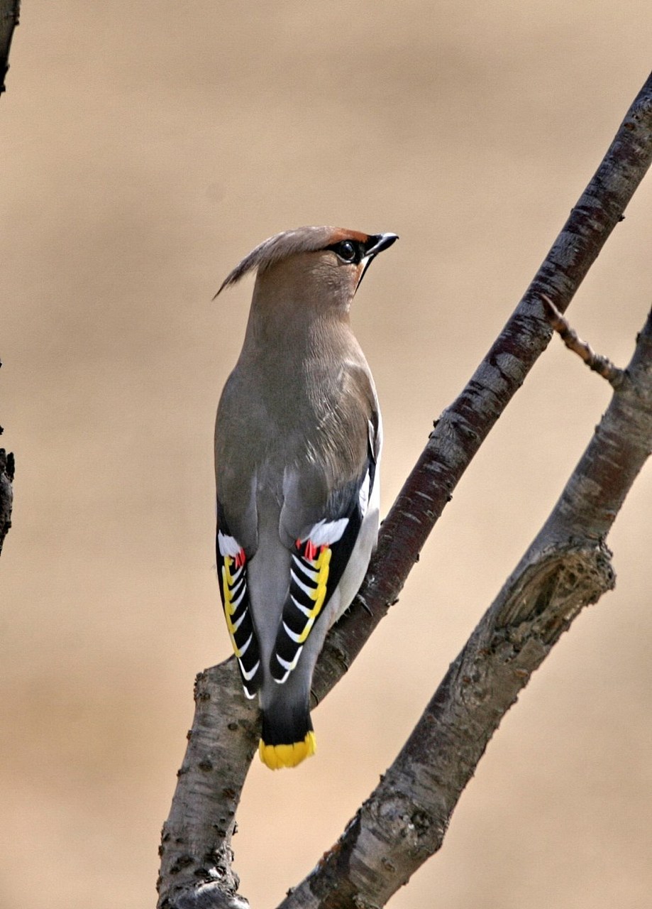 太平鸟,一种灵动而优雅的鸟类,以其独特的羽毛和悦耳的鸣声而闻名.