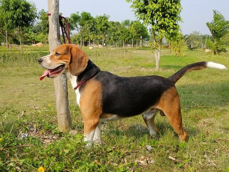 事實上,哈利犬應該是一種小型版本的英國獵狐犬,對人類友好!