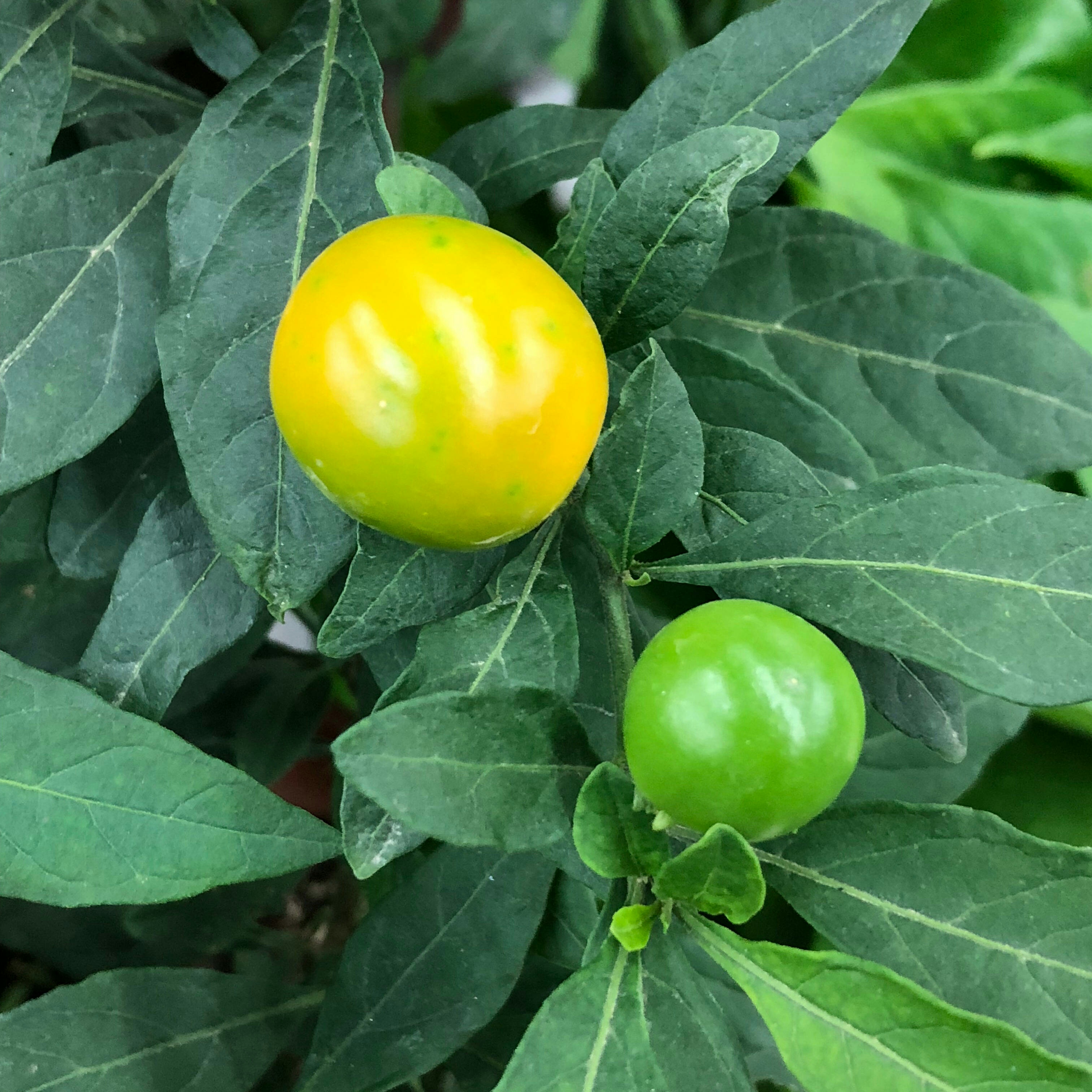 君不见,珊瑚红豆植株来,一树红豆珍珠海.