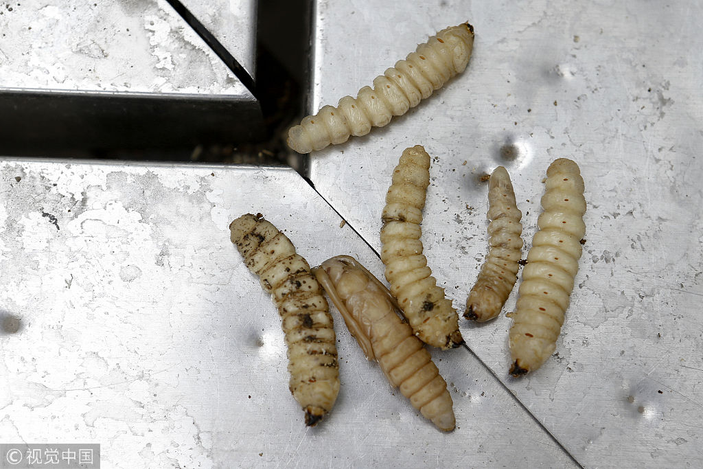刮风刮倒了比人还粗的树! 原来整个树干被虫蛀空了