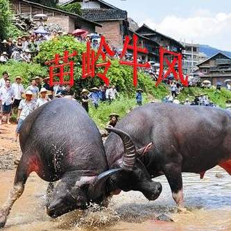 回顾牛王擎天柱大战快刀看完让人不禁一笑太搞笑了