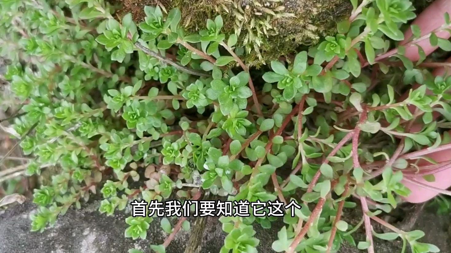 了解多肉原生态环境,就明白多肉怎么养!