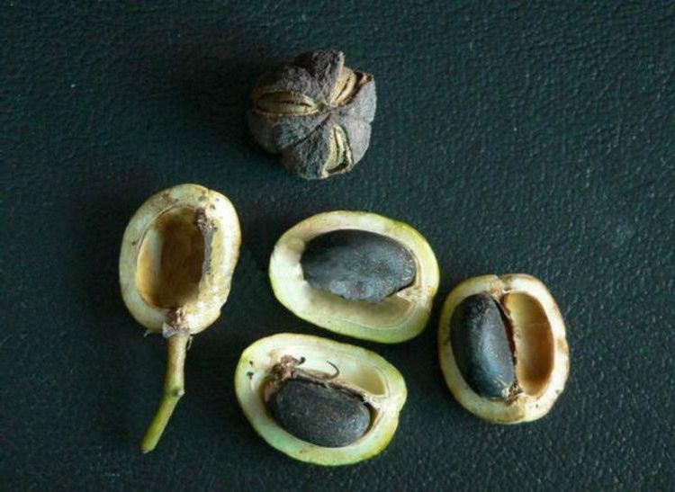 7～8粒可致死 误食麻风果后果严重!