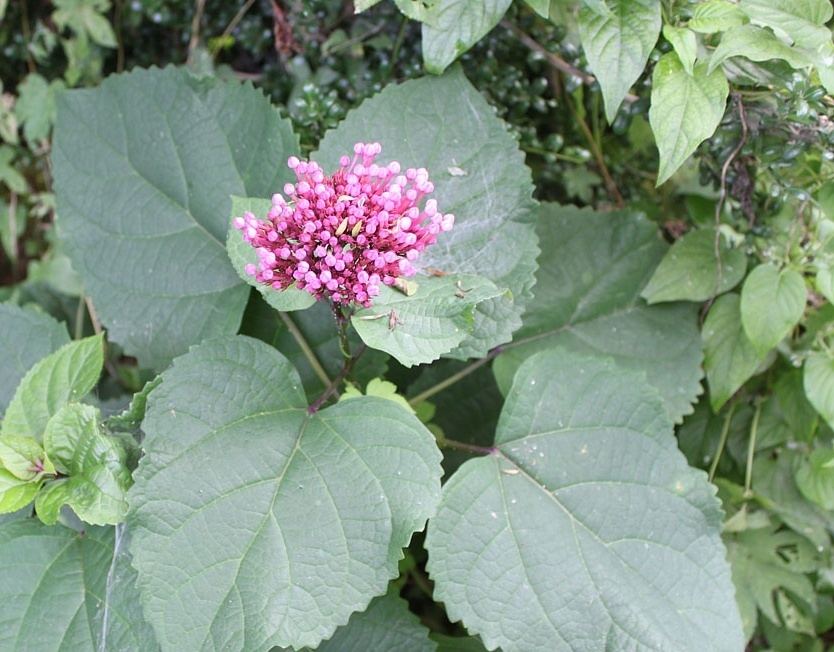 苞花臭牡丹知识科普,这些不能错过,应该让更多人知道!