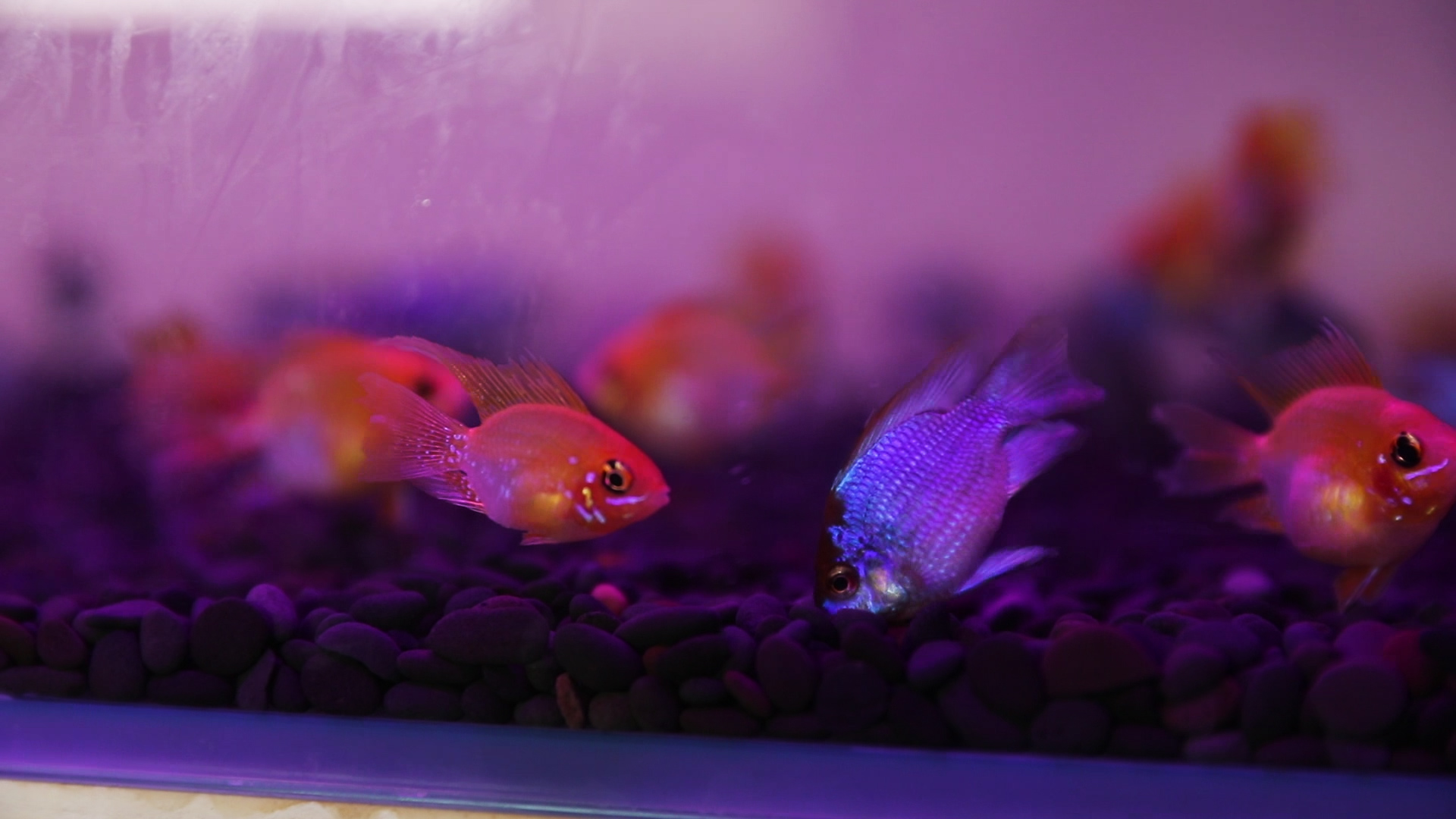 资深观赏鱼玩家为你讲述——宝蓝凤凰阿凡达的饲养与繁殖!