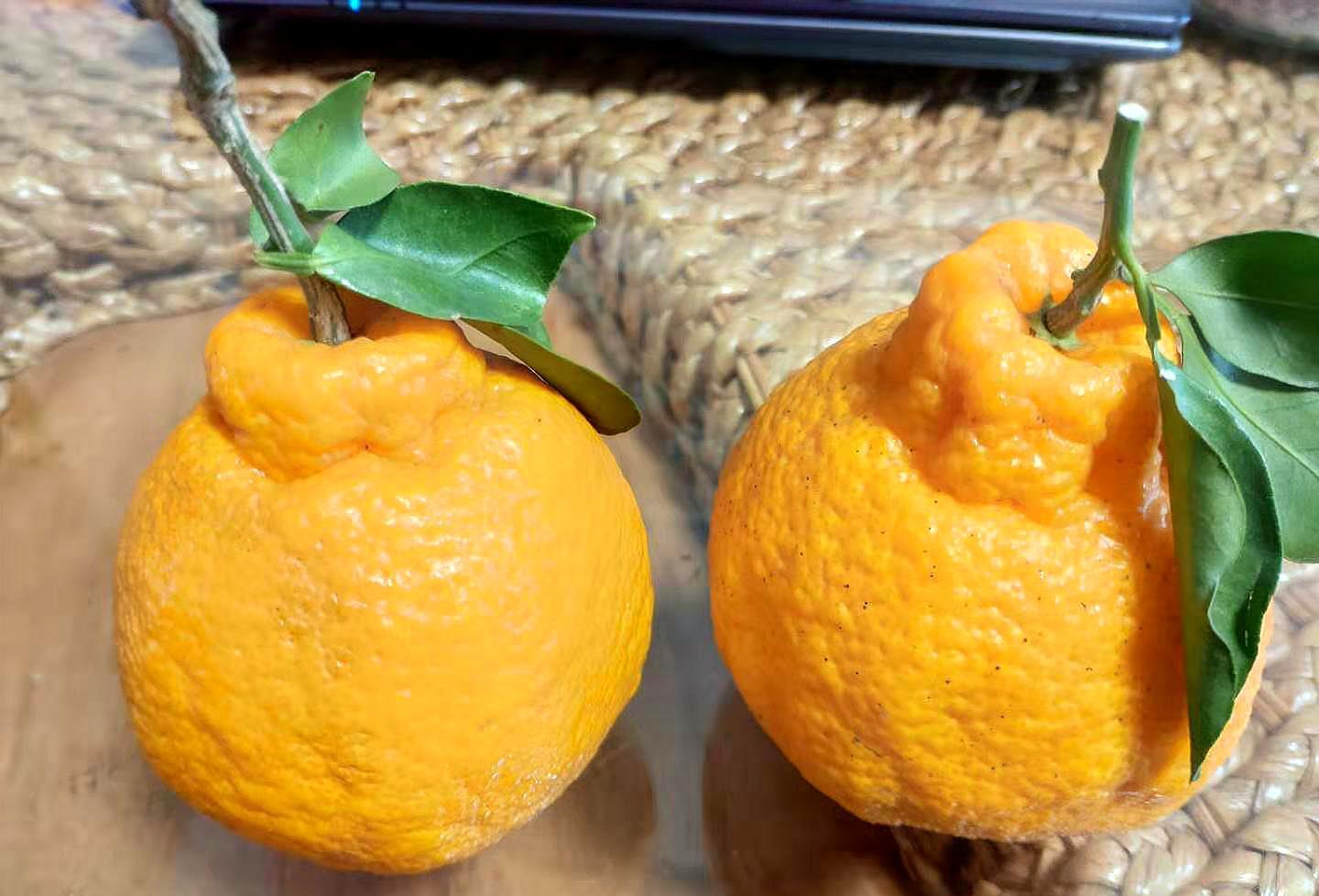 喂你试吃:丹棱的丑橘