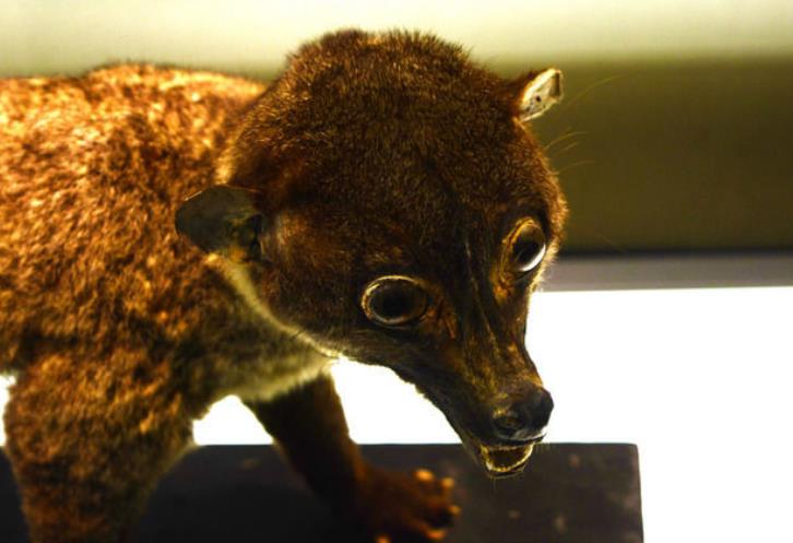 中国小齿灵猫,小齿灵猫上个世纪在中国已被列入灭动物名单,但其实小齿