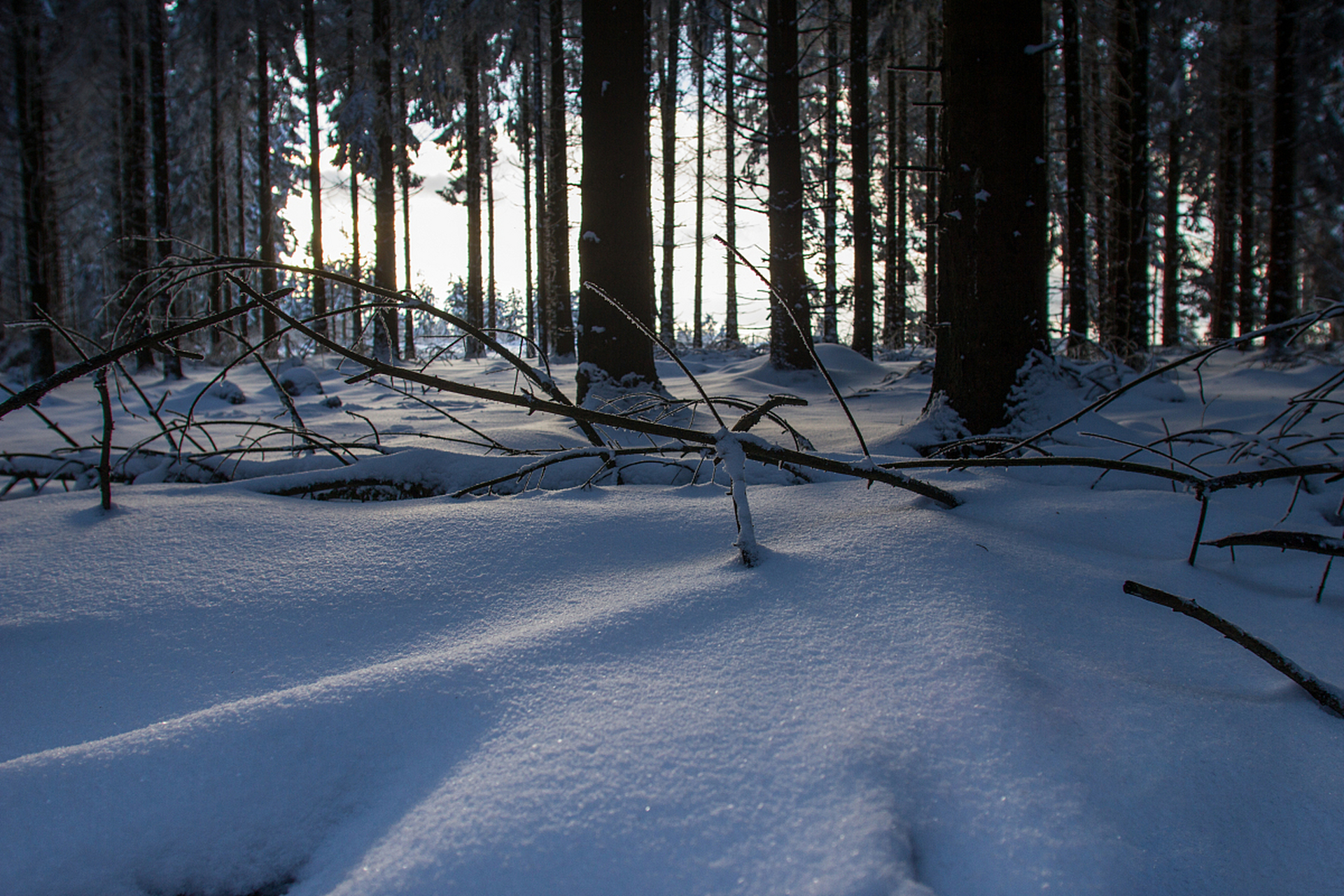 用一张图形容冬季# 冰雪覆盖的树林中,阳光透过树梢洒在雪地上,照耀