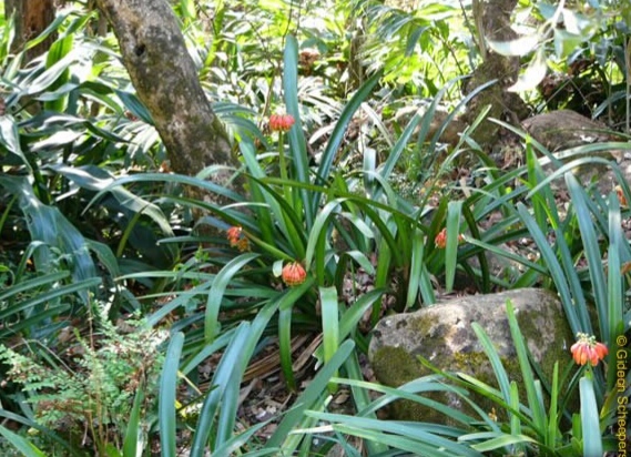 南非野生状态下的君子兰欣赏