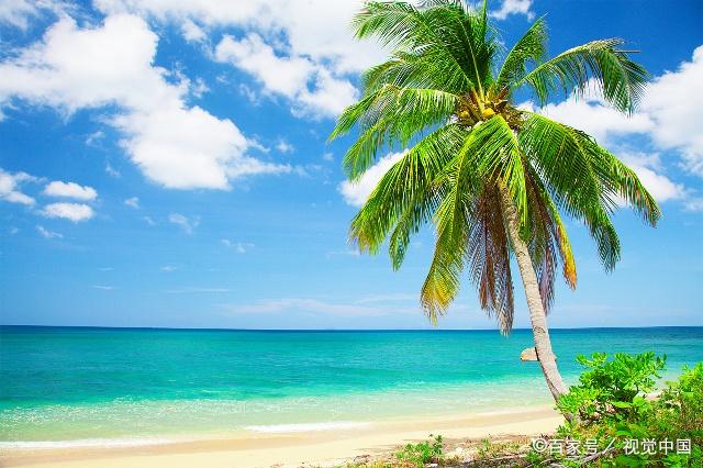 翠绿的椰子树,也是海边的一道风景
