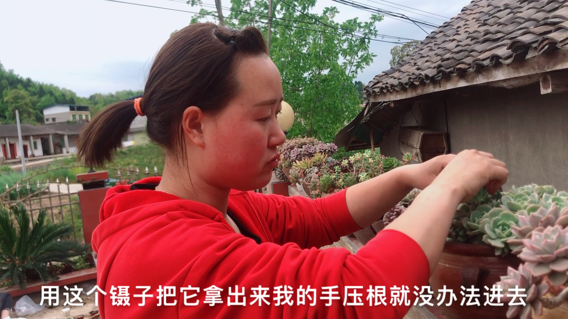 居然嫌弃多肉长太好了!网友:你让我们不长的肉肉,情何以堪!