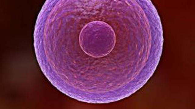 排卵期备孕没成功,卵细胞去了哪里?别害羞,看完或许会知道