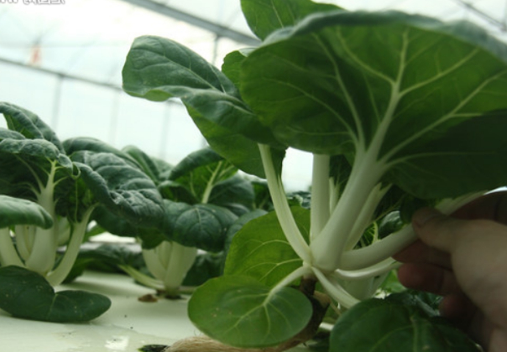 鹤斗白具有清热除火,解毒,亮发,提高免疫力抗衰抗辐射等功效.