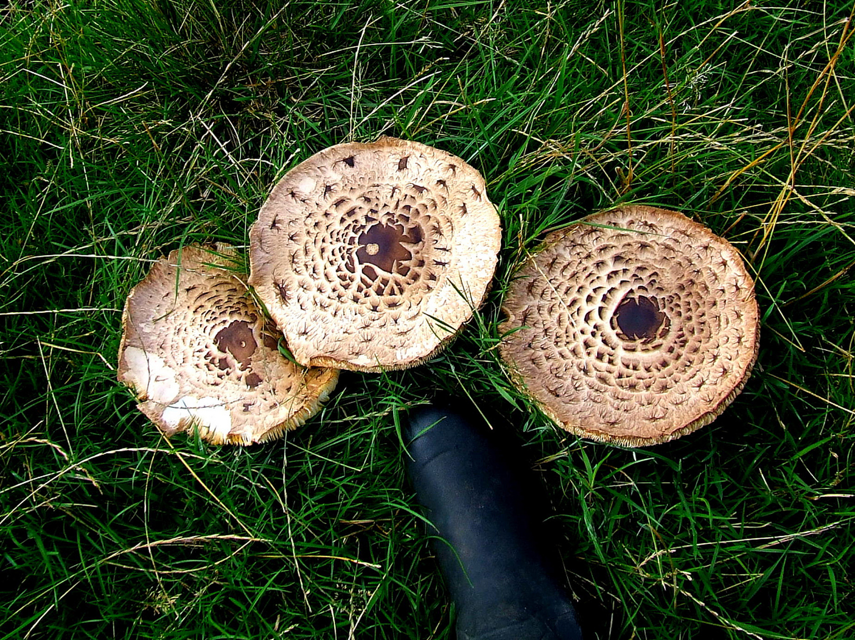 这个成语出自于唐代韩愈的《进学解》:"玉札丹砂,赤箭青芝,牛溲马勃