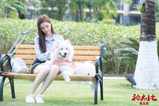 宋妍霏《神犬小七3》热播 霸屏暑期档挑战人宠奇缘