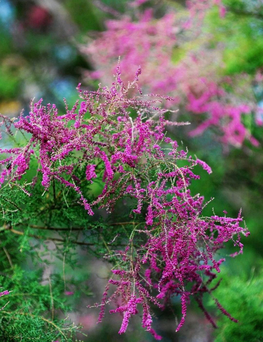 一花一世界,一叶一菩提——奇花异草红柳,栽培技术赏景旅游