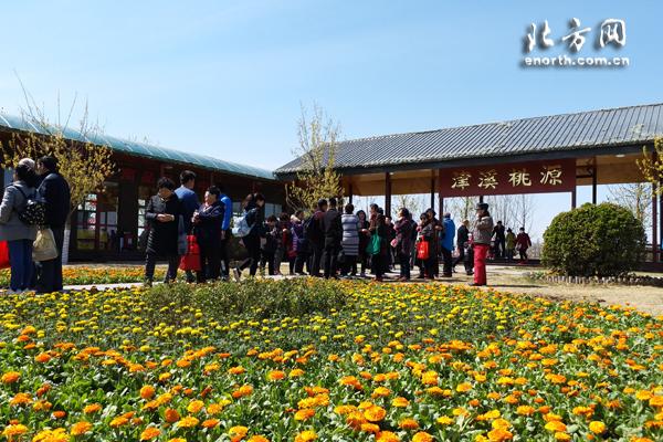 第四届津溪桃花节开幕 武清汊沽港许你一场桃花之约