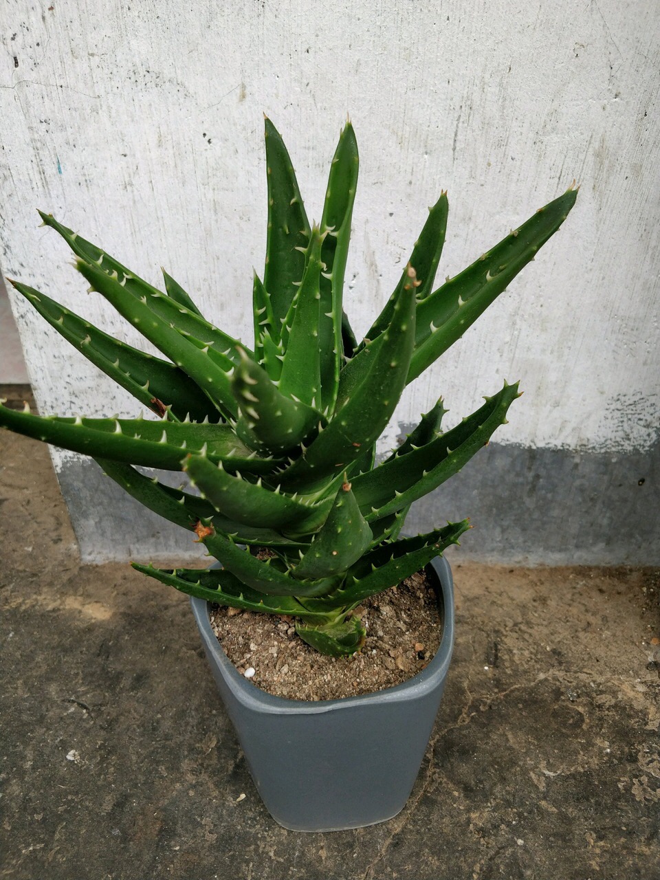 养不夜城芦荟,做到:3定1多,满盆冒新芽,开花更"吉祥"