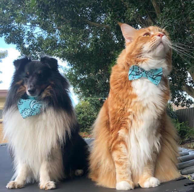 当大体型缅因猫遇上橘猫的基因,巨型"橘猪"没错了