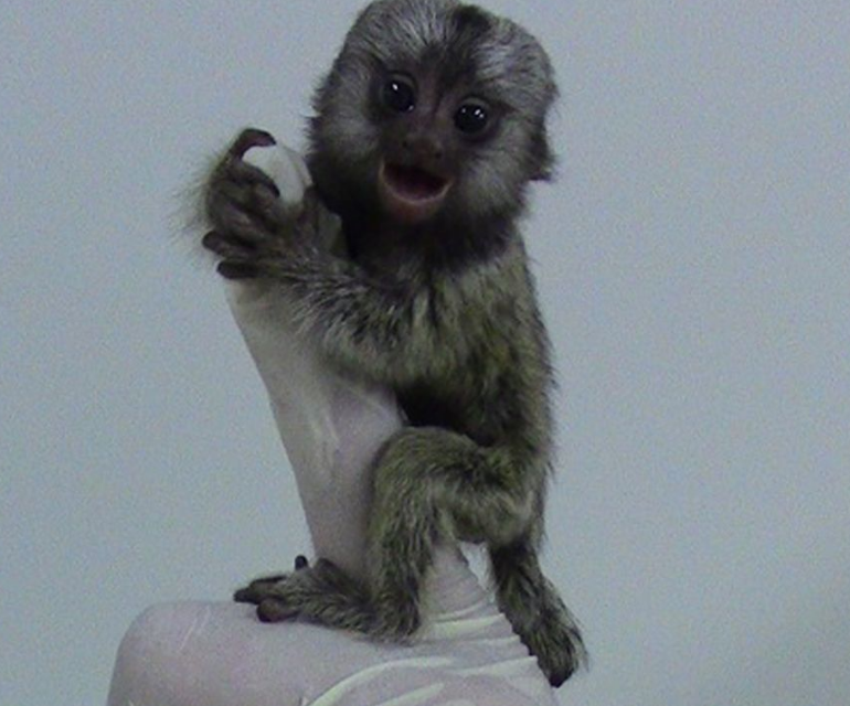 世界上最小的猴子:出生仅比一元硬币重些,很喜欢抓虱子吃