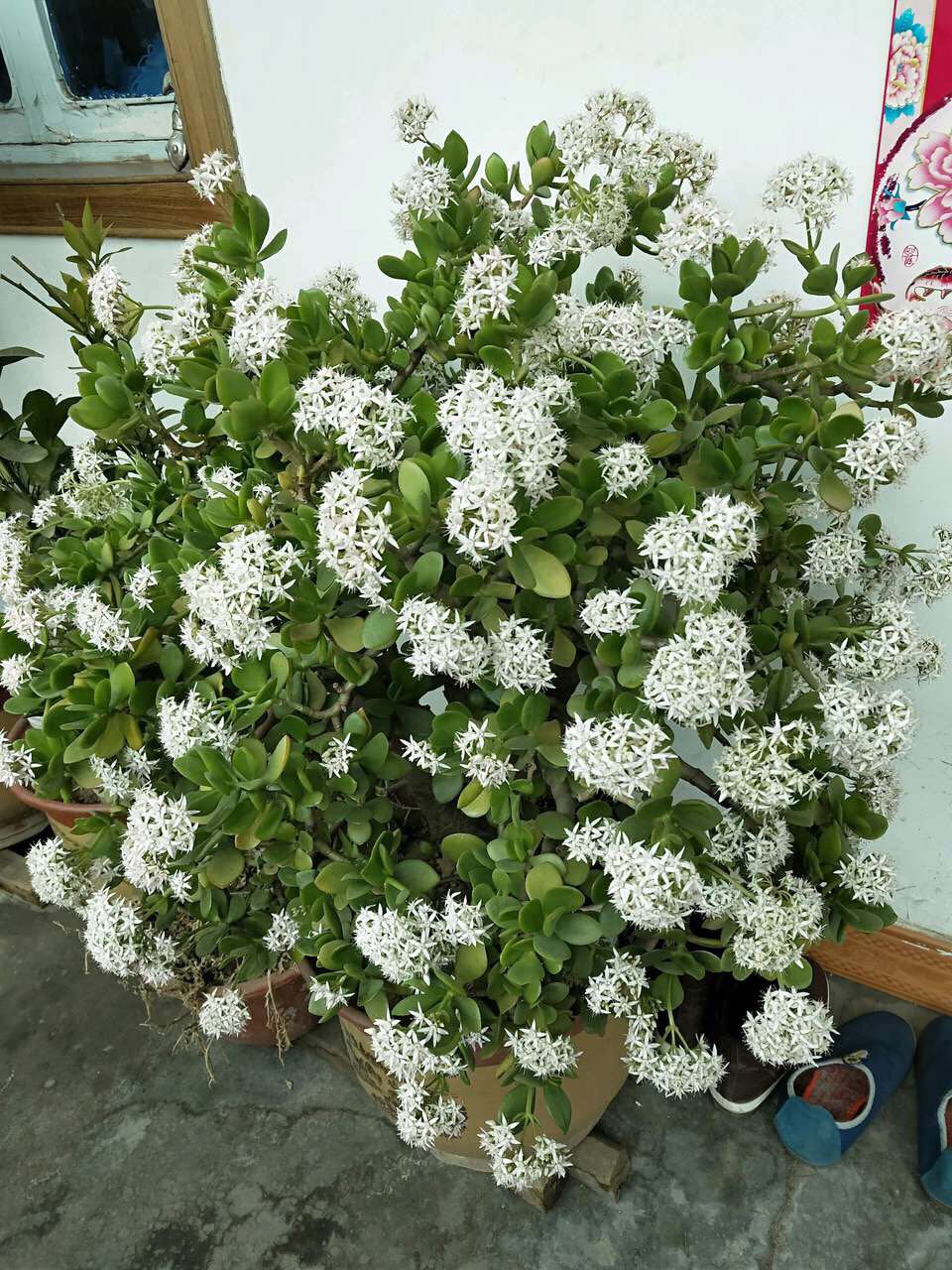 玉树花期"即将到了",提前做好"2点",一准儿冒花苞