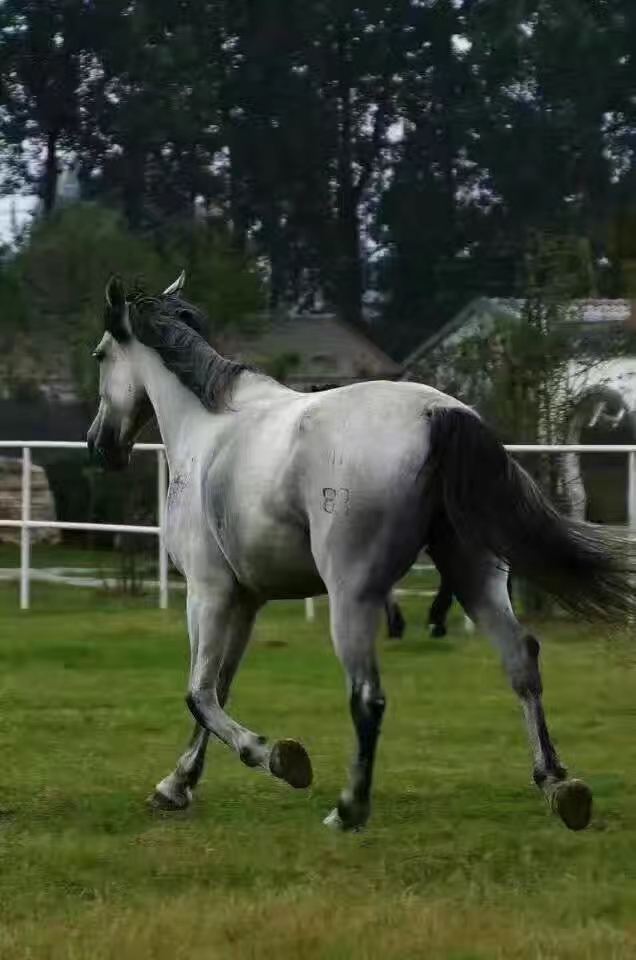 伊犁马图片品种介绍