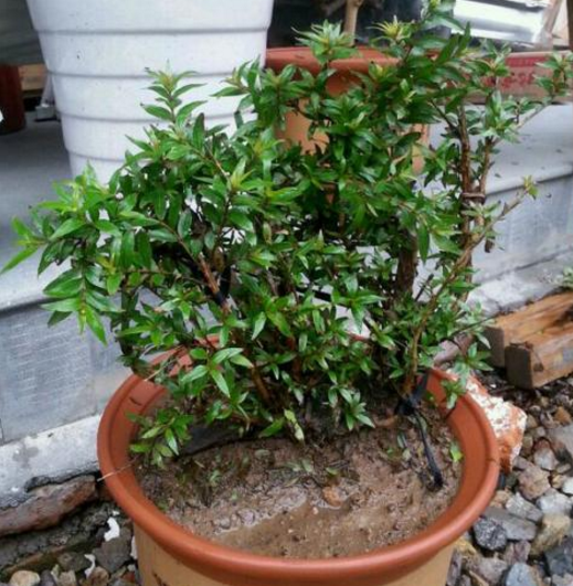 这种盆景会长"水团花",清秀雅致,耐修剪,易养活,新手都能种