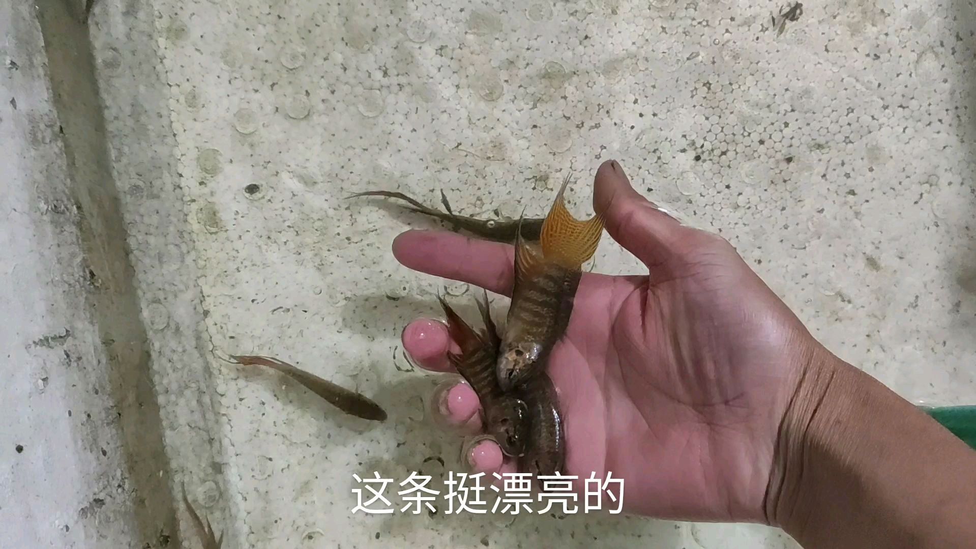 下午抓了很多斗鱼回来,很久没有这样丰收过了,今天运气很不错