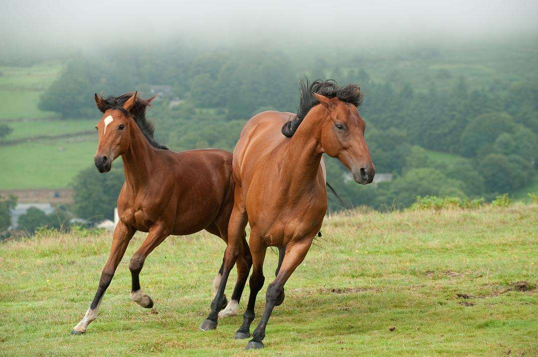 二战时期,日本的"东洋马"比中国战马要强,它们是如何来的呢?