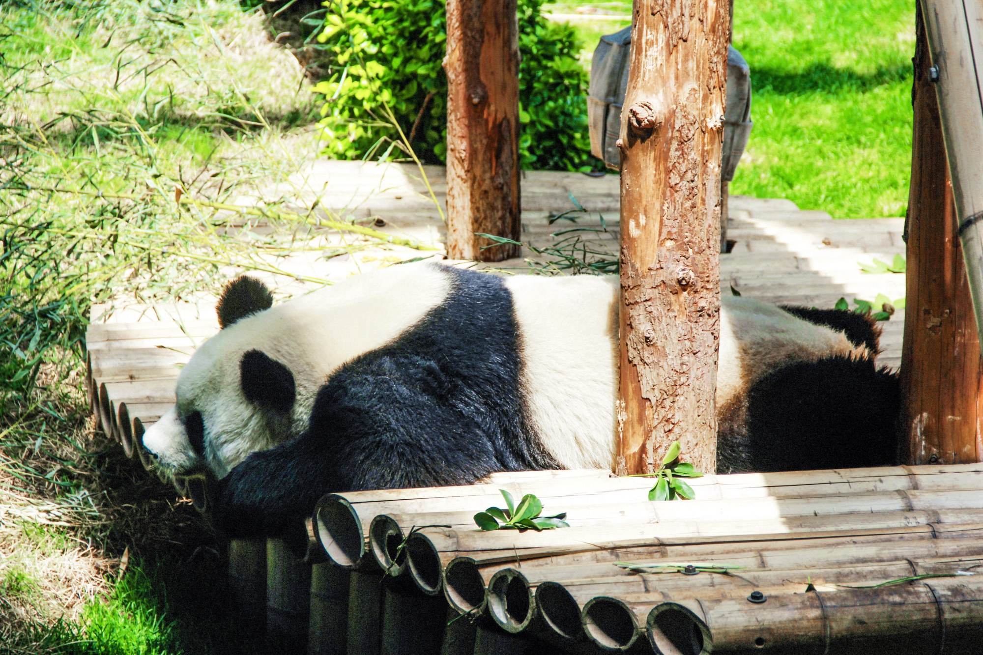 大連森林動物園這隻憨態可掬的大熊貓,睡姿可愛,遊客看了都說萌