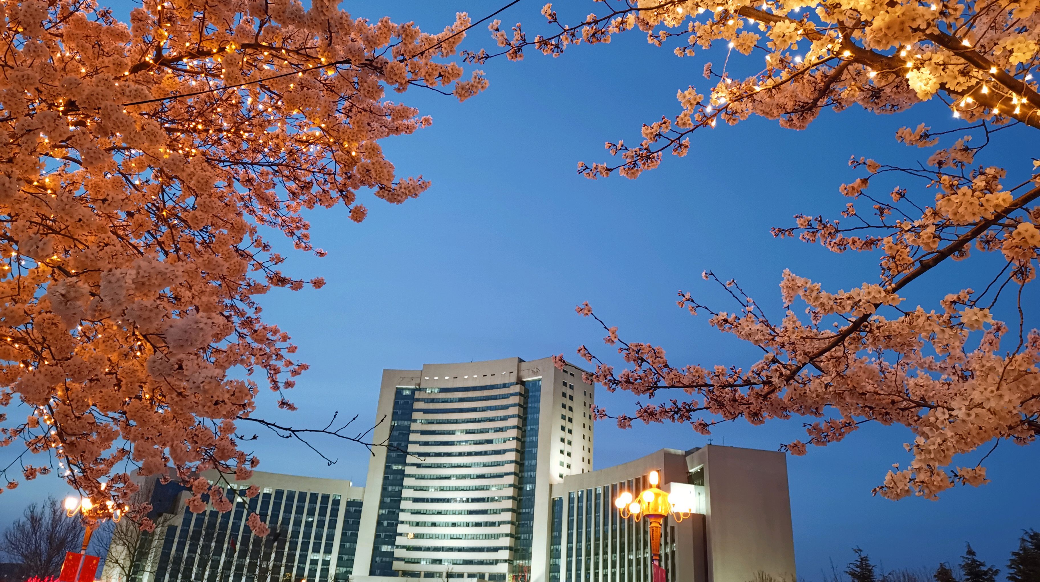 潍坊人民广场 樱花图片