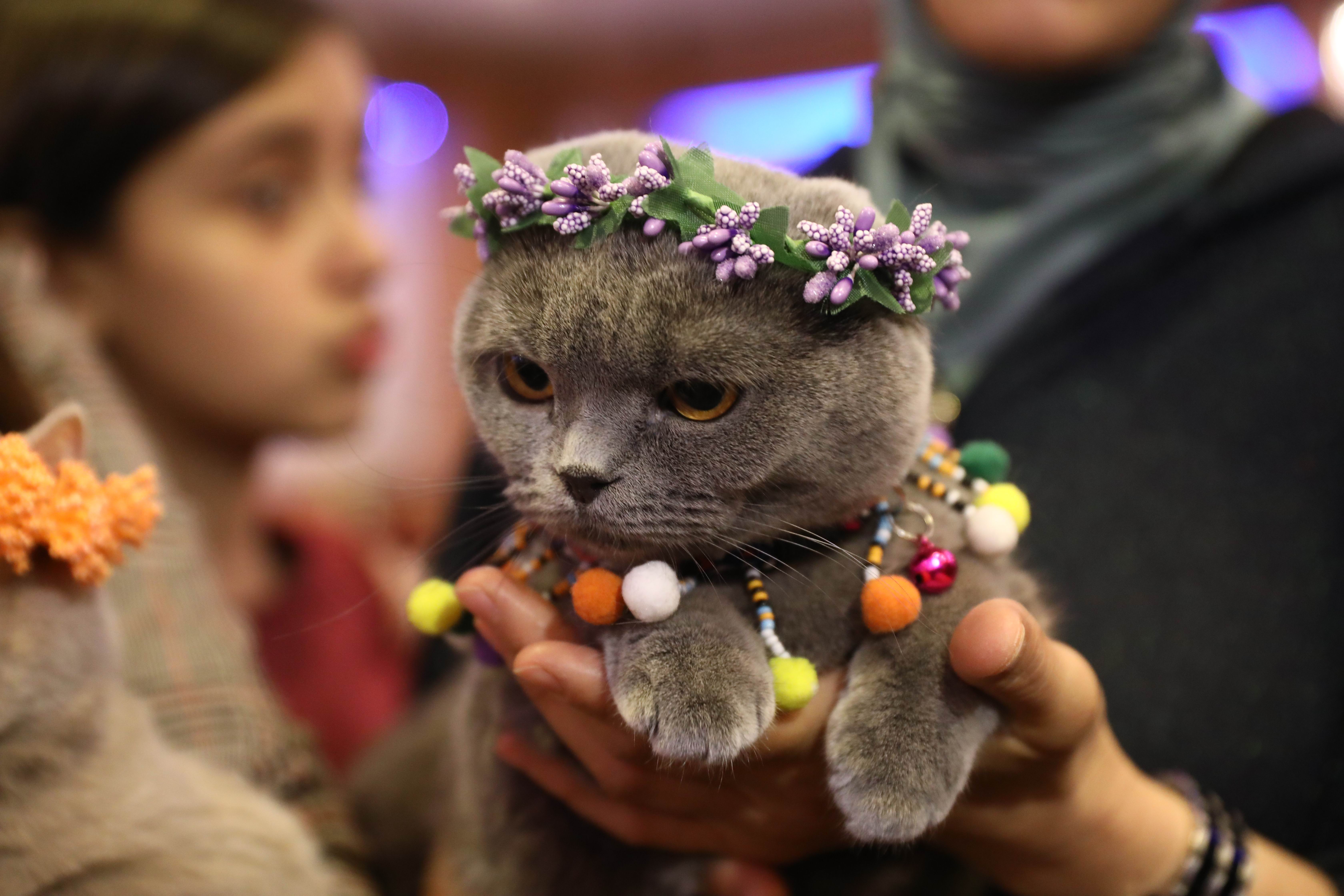 土耳其:猫咪"选美"