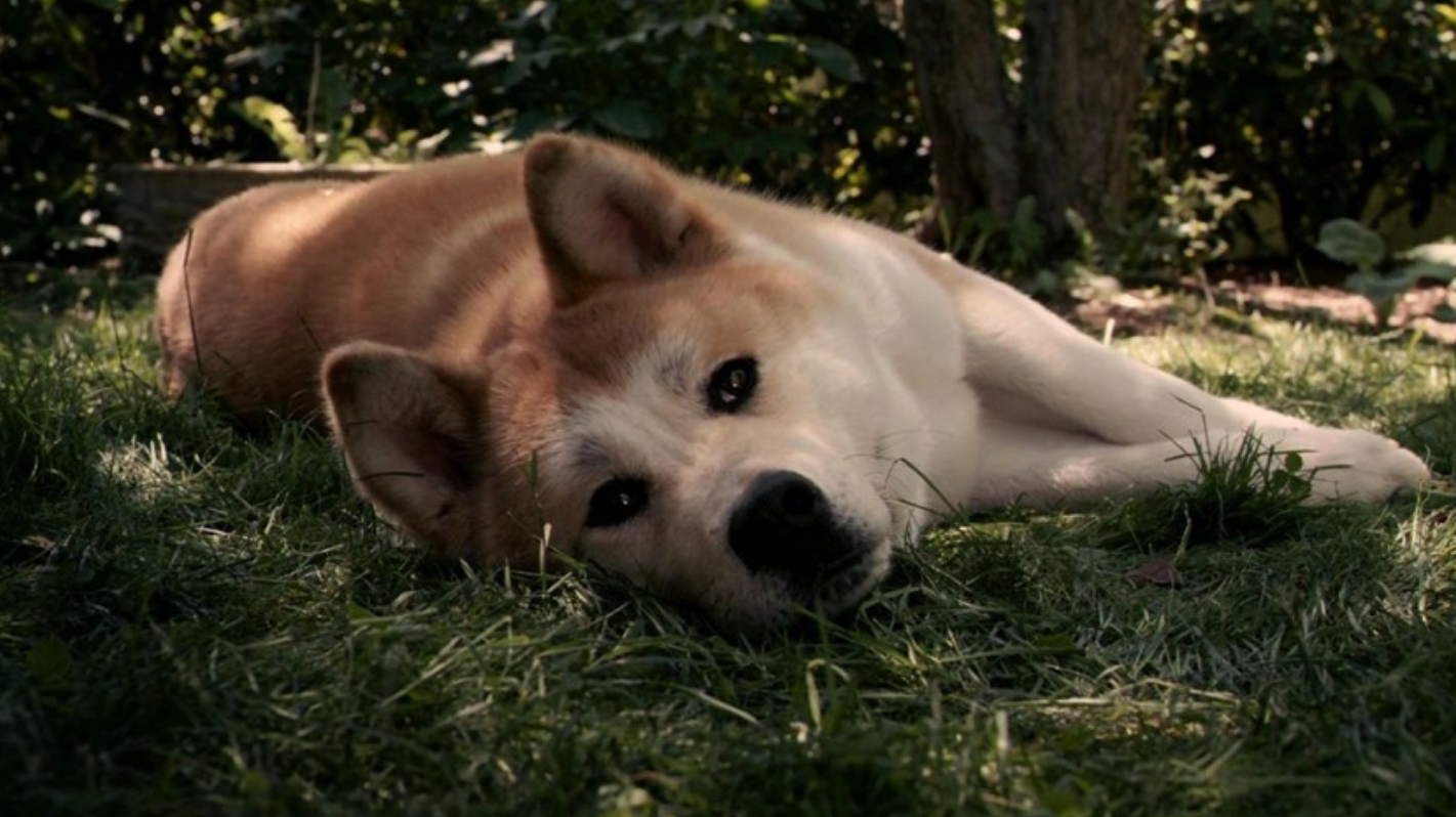 故事的主人公就是这只八公,是一只秋田犬!