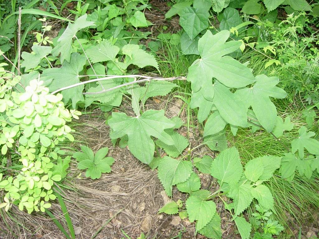 穿山龙是一种常见的中药材,该怎样种植?这4点一定要做好!