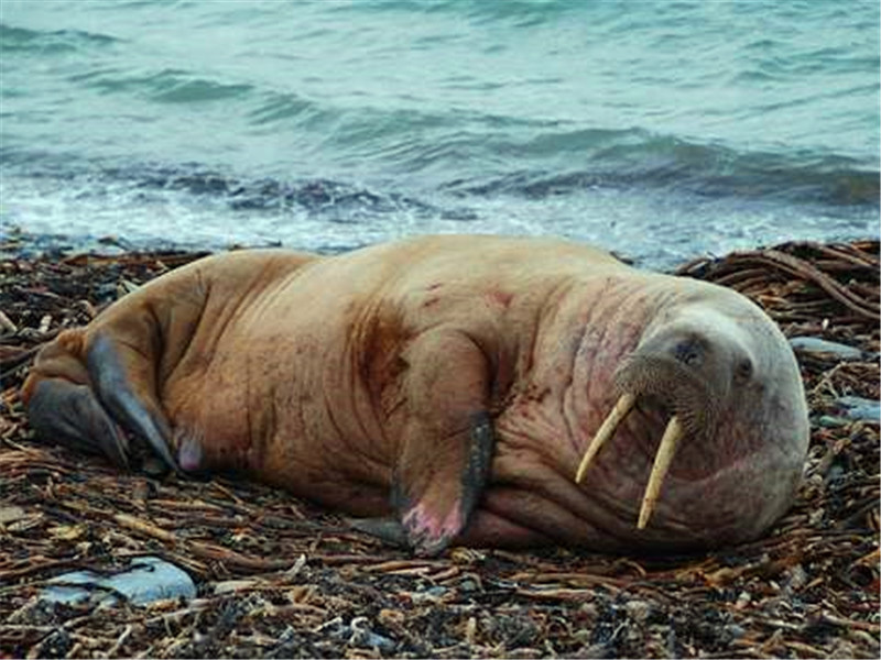海滩上涌现了大量生物,密密麻麻数量恐怖,背后的真相却让人深思