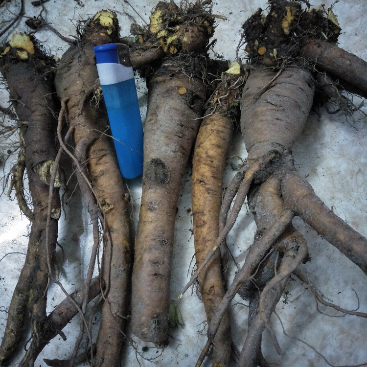 农村喂猪的野草,人称金不换,殊不知它价值珍贵,30元一斤