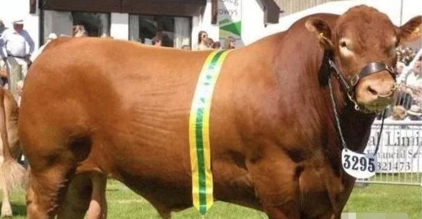 老话说"有千斤猪没有千斤牛",为何牛还没猪大?再来看看这些牛